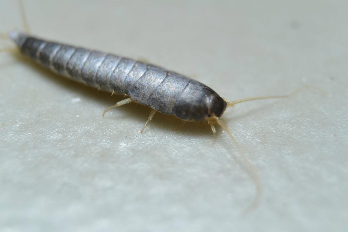 Nahaufnahme eines Silberfischchens Nahaufnahme eines Silberfischchens