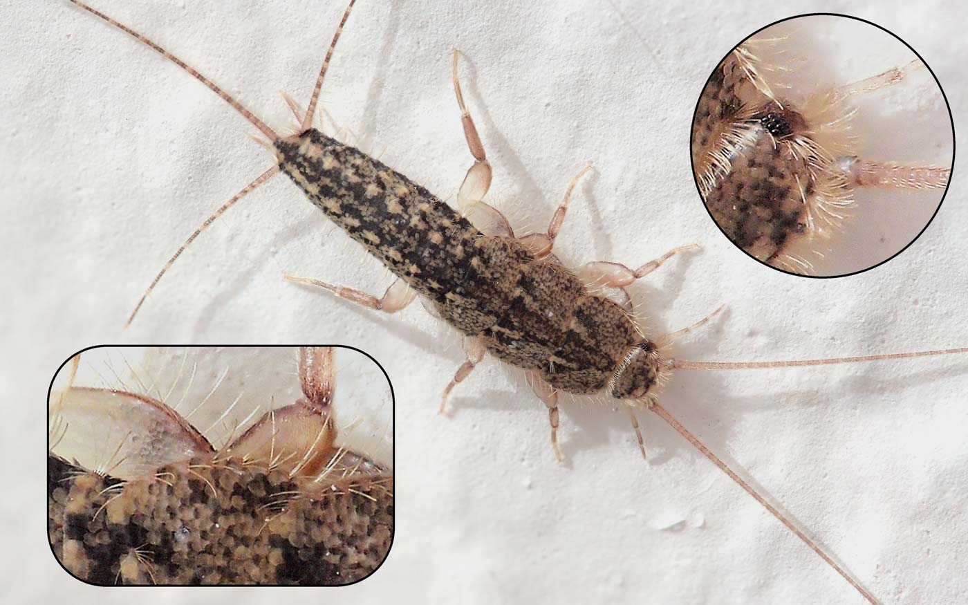 Kammfischchen (Ctenolepisma lineata)