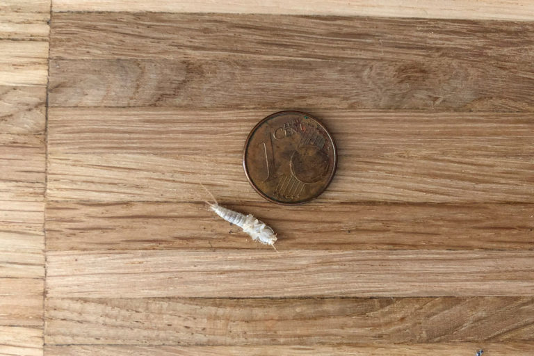 Kieselgur gegen Fischchen einsetzen