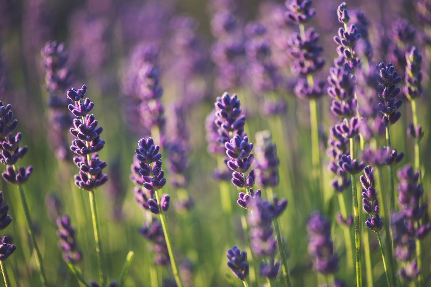 Lavendel & Co - Hausmittel gegen Silberfische