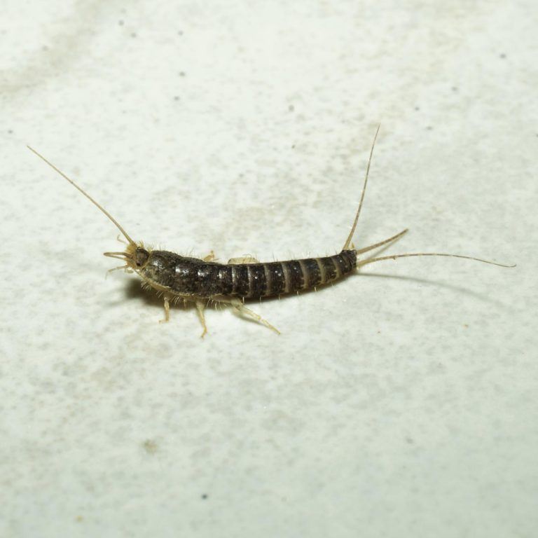 Silberfische bekämpfen